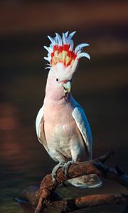 Preview wallpaper cockatoo, parrot, bird, pink