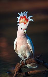 Preview wallpaper cockatoo, parrot, bird, pink