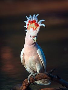 Preview wallpaper cockatoo, parrot, bird, pink