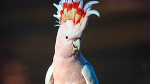 Preview wallpaper cockatoo, parrot, bird, pink
