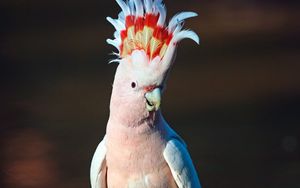 Preview wallpaper cockatoo, parrot, bird, pink