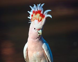 Preview wallpaper cockatoo, parrot, bird, pink