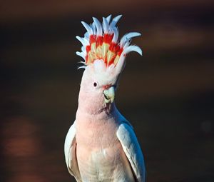 Preview wallpaper cockatoo, parrot, bird, pink