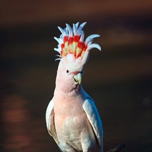 Preview wallpaper cockatoo, parrot, bird, pink