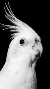 Preview wallpaper cockatoo, parrot, bird, beak, black and white