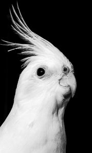 Preview wallpaper cockatoo, parrot, bird, beak, black and white