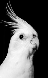 Preview wallpaper cockatoo, parrot, bird, beak, black and white