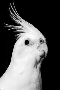 Preview wallpaper cockatoo, parrot, bird, beak, black and white