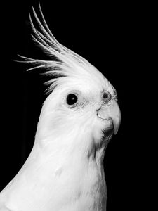 Preview wallpaper cockatoo, parrot, bird, beak, black and white