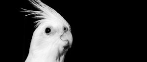Preview wallpaper cockatoo, parrot, bird, beak, black and white