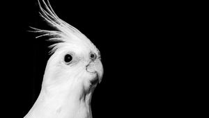 Preview wallpaper cockatoo, parrot, bird, beak, black and white