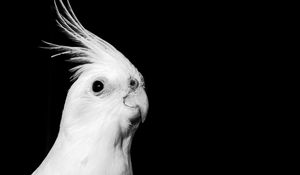 Preview wallpaper cockatoo, parrot, bird, beak, black and white