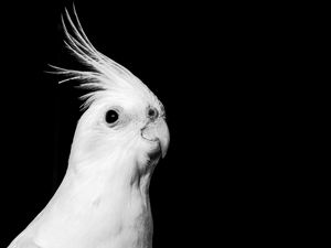 Preview wallpaper cockatoo, parrot, bird, beak, black and white