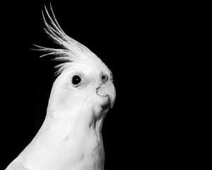 Preview wallpaper cockatoo, parrot, bird, beak, black and white