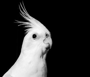 Preview wallpaper cockatoo, parrot, bird, beak, black and white