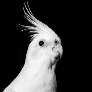 Preview wallpaper cockatoo, parrot, bird, beak, black and white