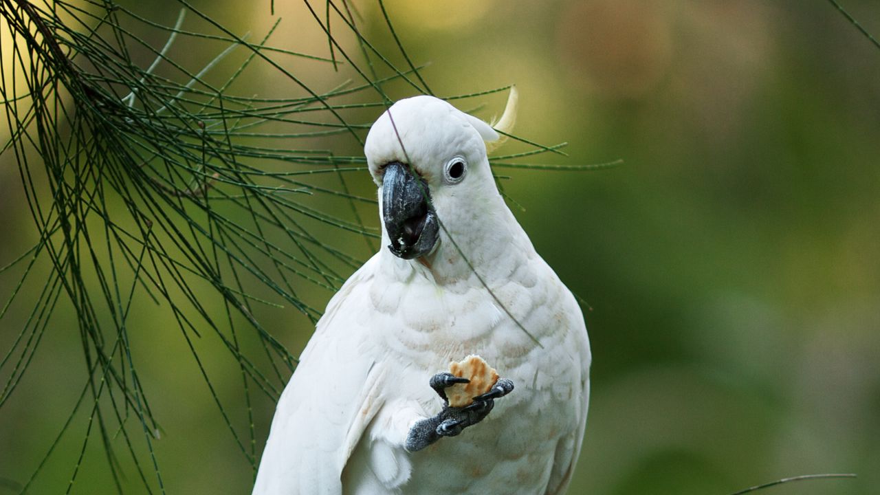Wallpaper cockatoo, parrot, bird, white, branch