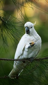 Preview wallpaper cockatoo, parrot, bird, white, branch