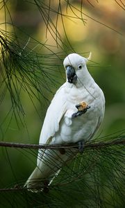 Preview wallpaper cockatoo, parrot, bird, white, branch