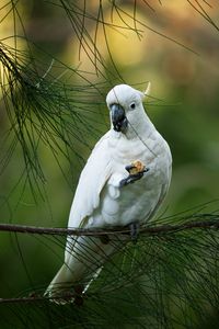 Preview wallpaper cockatoo, parrot, bird, white, branch