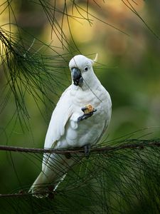 Preview wallpaper cockatoo, parrot, bird, white, branch