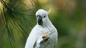 Preview wallpaper cockatoo, parrot, bird, white, branch