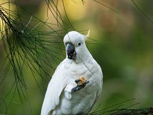 Preview wallpaper cockatoo, parrot, bird, white, branch