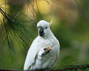 Preview wallpaper cockatoo, parrot, bird, white, branch