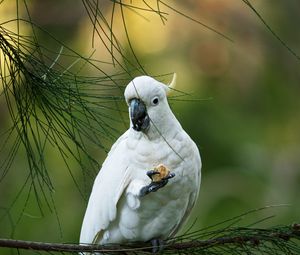 Preview wallpaper cockatoo, parrot, bird, white, branch