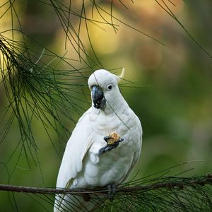 Preview wallpaper cockatoo, parrot, bird, white, branch