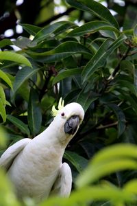 Preview wallpaper cockatoo, parrot, bird, white, leaves, blur