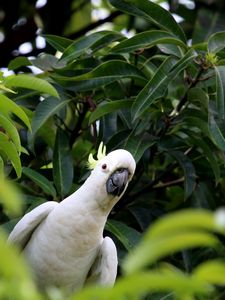 Preview wallpaper cockatoo, parrot, bird, white, leaves, blur