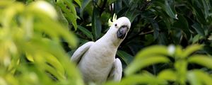 Preview wallpaper cockatoo, parrot, bird, white, leaves, blur