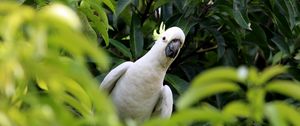 Preview wallpaper cockatoo, parrot, bird, white, leaves, blur