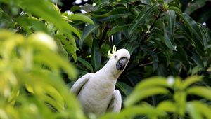 Preview wallpaper cockatoo, parrot, bird, white, leaves, blur