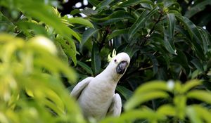 Preview wallpaper cockatoo, parrot, bird, white, leaves, blur