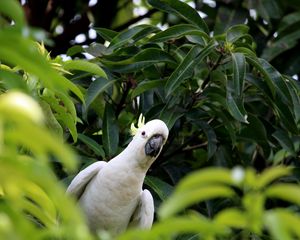 Preview wallpaper cockatoo, parrot, bird, white, leaves, blur