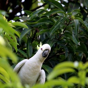 Preview wallpaper cockatoo, parrot, bird, white, leaves, blur