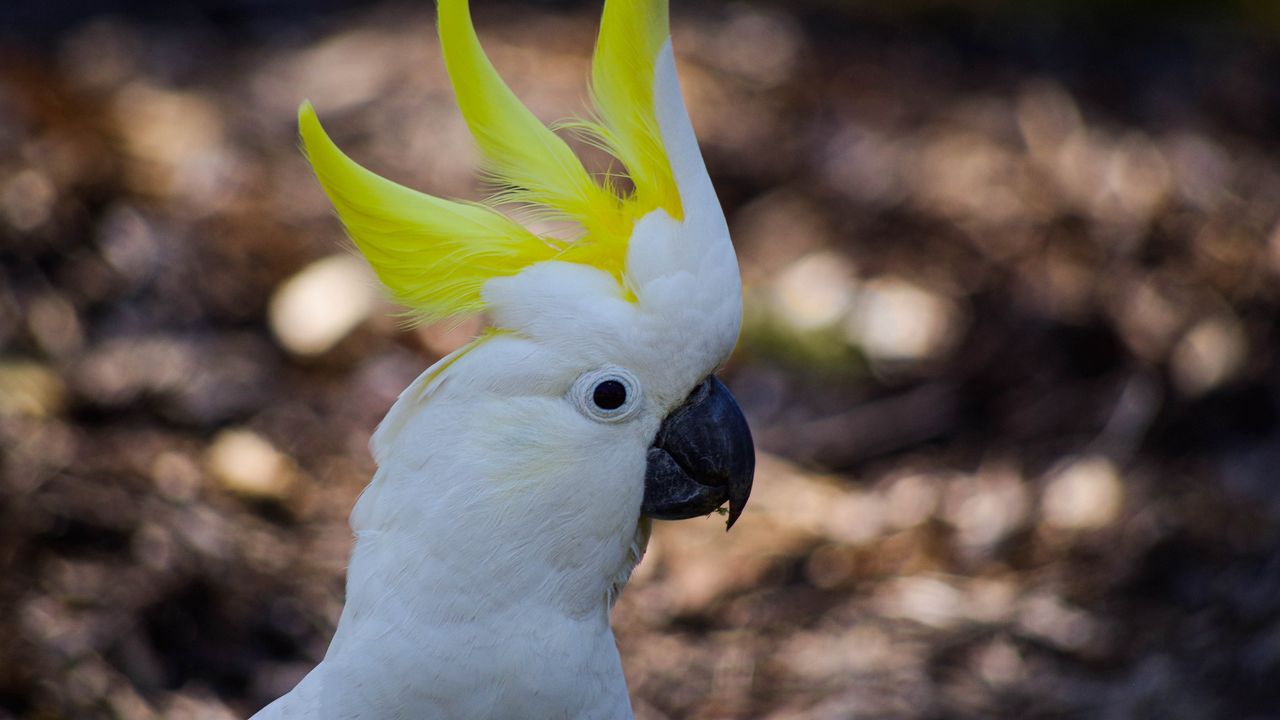 Wallpaper cockatoo, parrot, birds, white, beak