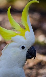 Preview wallpaper cockatoo, parrot, birds, white, beak