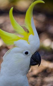 Preview wallpaper cockatoo, parrot, birds, white, beak