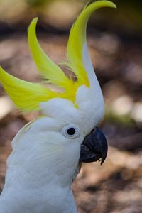 Preview wallpaper cockatoo, parrot, birds, white, beak