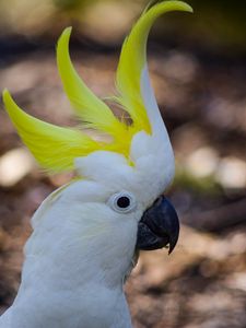 Preview wallpaper cockatoo, parrot, birds, white, beak