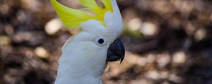 Preview wallpaper cockatoo, parrot, birds, white, beak