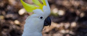 Preview wallpaper cockatoo, parrot, birds, white, beak