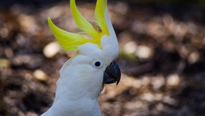 Preview wallpaper cockatoo, parrot, birds, white, beak