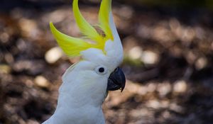 Preview wallpaper cockatoo, parrot, birds, white, beak