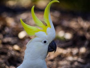 Preview wallpaper cockatoo, parrot, birds, white, beak