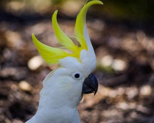 Preview wallpaper cockatoo, parrot, birds, white, beak