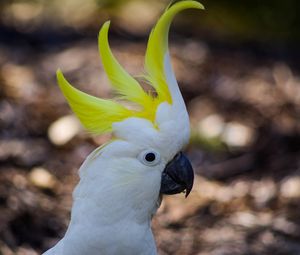 Preview wallpaper cockatoo, parrot, birds, white, beak